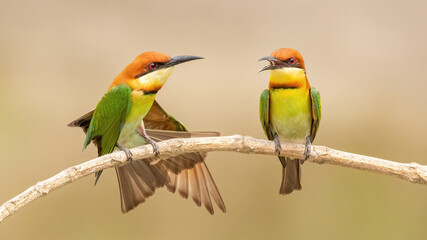 A pair of Chestnut-headed bee-eater (Merops leschenaulti) sitting on a branch in a blurred forest  background. West Bengal, India