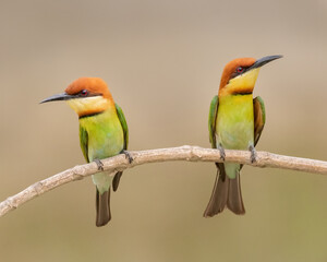 A pair of Chestnut-headed bee-eater (Merops leschenaulti) sitting on a branch in a blurred forest  background. West Bengal, India