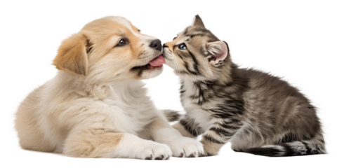 Cute portrait of a puppy and kitten licking together, isolated on a white background. Adorable pet moment showing sweet interaction between two young animals
