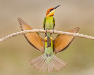 A pair of Chestnut-headed bee-eater (Merops leschenaulti) sitting on a branch in a blurred forest ...