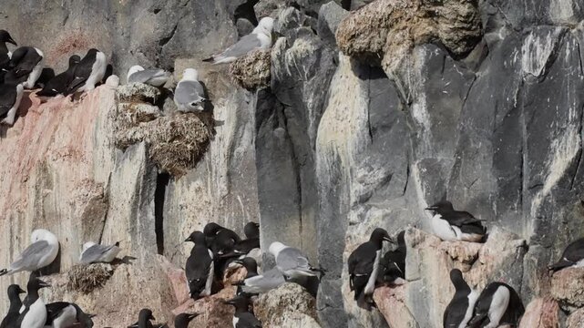 Seabird colony crowded on steep rocky cliff ledges during nesting season, with guillemots and other black-and-white auks perched together against a coastal rock face