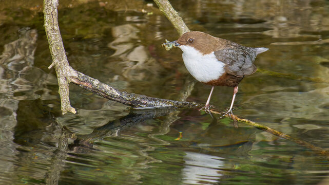 Wasseramsel, Cinclus cinclus, Oberkochen, Deutschland