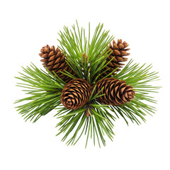 Pine branch with cones isolated on white