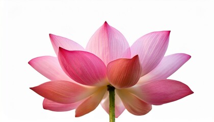 Fototapeta premium Pink Lotus Flower Blooming Serene Beauty and Floral Elegance on White