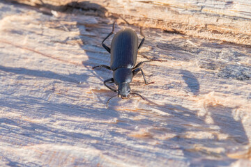 Large Black Pennsylvania Ground Bettle on a Split Log