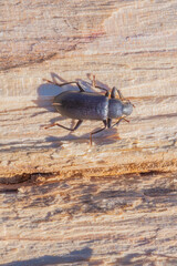 Black Pennsylvania Ground Beetle on a Wood Log