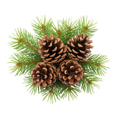 Pine branch with cones isolated on white