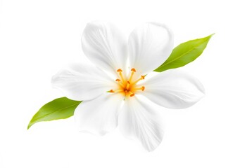 Fototapeta premium Delicate white orange blossom isolated on pure white background, spring bloom, flower