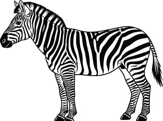 Black and white vector illustration of an African zebra with detailed striped coat pattern, depicting an iconic wild animal figure, isolated nature and wildlife graphic on white background.