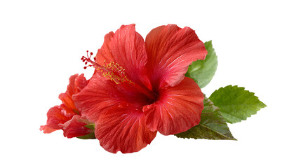 Fototapeta premium Vibrant red hibiscus flower isolated on transparent background