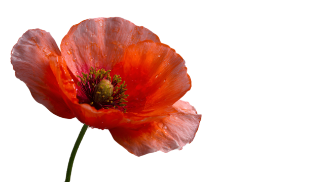Single vibrant orange poppy flower isolated on transparent background