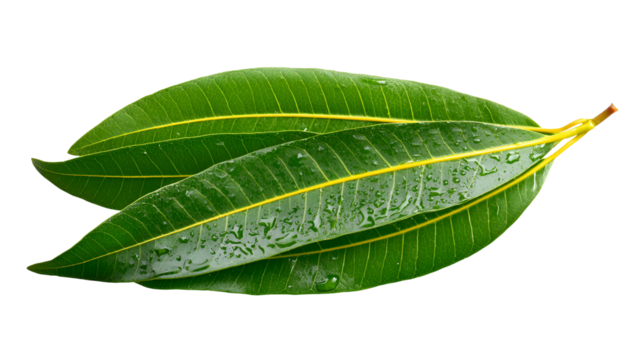 Fresh green bay leaves with water droplets isolated on transparent background