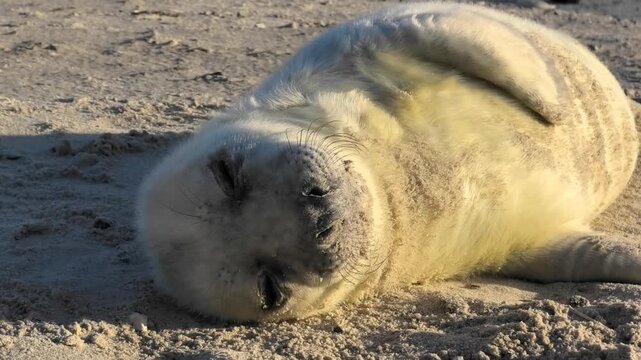  Junge Kegelrobbe, liegt ganz entspannt am sonnigen Strand, Nahaufnahme, niedlich, Halichoerus grypus