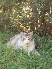 Fluffy White and Grey Cat in Lush Green Garden, Vertical Close-Up