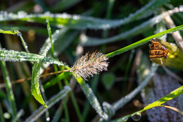 Primo piano di fili d'erba e di una spiga selvatica coperti dalla brina autunnale illuminati dalla tiepida luce mattutina 