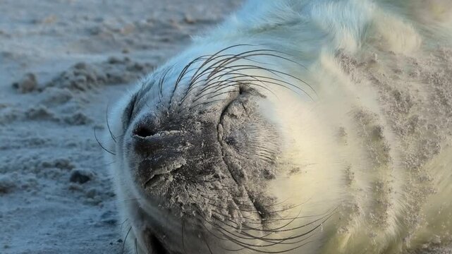Gro&szlig;aufnahme von Nase und Barthaar, Junge Kegelrobbe, Halichoerus grypus