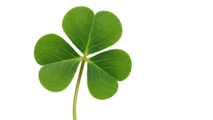 Simple Fresh Three Leaf Clover