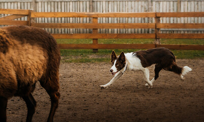 Obraz premium Border Collie Herding Sheep on Farm. Brown and white Border Collie runs low to the ground while herding a sheep inside a fenced farm paddock. 