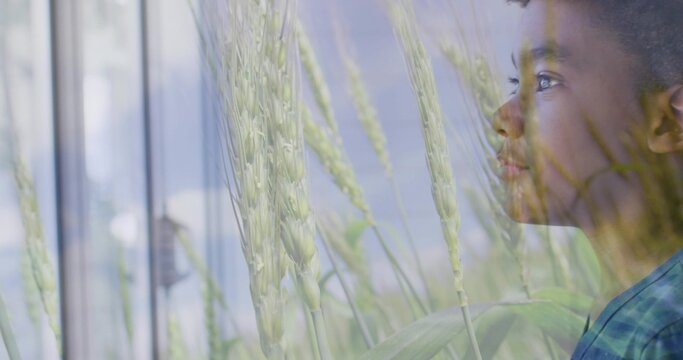 Gazing boy on right in teal shirt watching window reflections at home with wheat, copy space