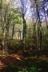 Bosphoru The Belgrade Forest is located on the easternmost tip of the Catalca Peninsula, on the European side of Istanbul province. It borders the Bosphorus to the east and the Black Sea to the north.