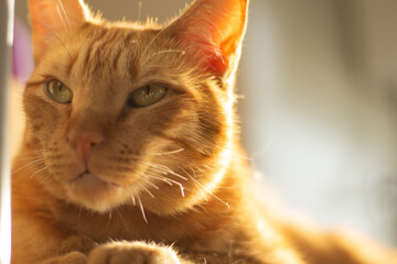 Close-up shot of ginger cat with broken white whiskers looking upward. Horizontal pet portrait with copy space, ideal for feline issues, pet adoption and animal care themes.