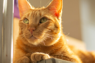 Serious ginger cat with broken white whiskers looking upwards. Horizontal pet portrait with copy space, ideal for domestic feline and animal care ads.