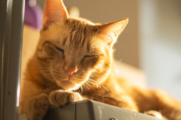 Cute sleepy ginger cat lying down at home during golden hour sunlight. Horizontal pet portrait with copy space, great for domestic animal content, pet adoption and feline sleep.