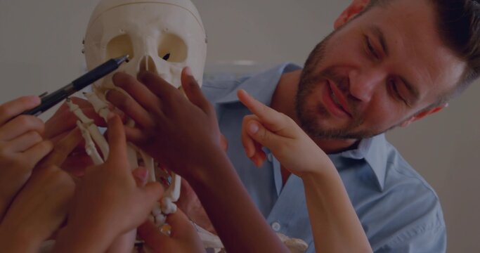 Leaning teacher in blue shirt explaining skull at school with skeleton and kids' hands, copy space - Powered by Adobe