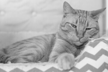 Black and white pet portrait of a bored cat at home. Horizontal shoot with copy space, suitable for domestic animal content, feline themes and veterinary ads.
