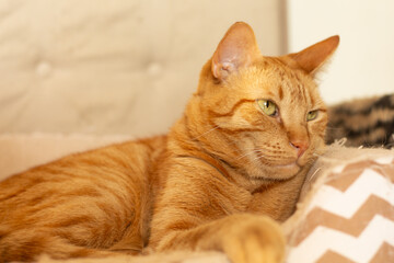 Cute ginger cat lying down at home, looking away. Horizontal pet portrait with copy space, suitable for veterinary ads, domestic animal themes and pet sitter content.