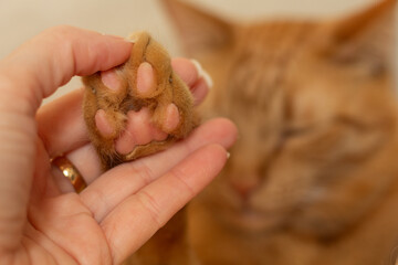 Close-up of ginger cat paw held by a human hand. Horizontal pet portrait perfect for animal adoption, pet care themes, animal companionship and pet sitter content.