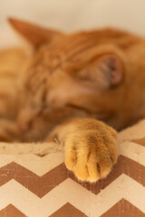 Cute ginger cat sleeping peacefully at home. Vertical pet portrait with focus on foreground, ideal for domestic feline, cat behavior and animal care ads. Close-up in cat paw.