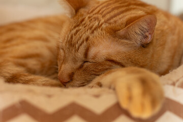 Fluffy ginger cat sleeping peacefully at home. Horizontal pet portrait with focus on background, ideal for domestic animal welfare, cat adoption, feline behavior and animal care ads. 