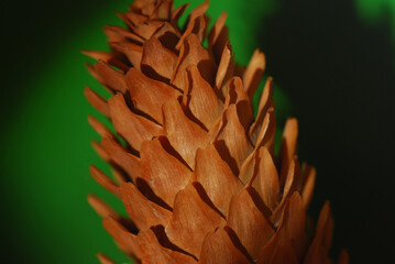 close up of a pine cone