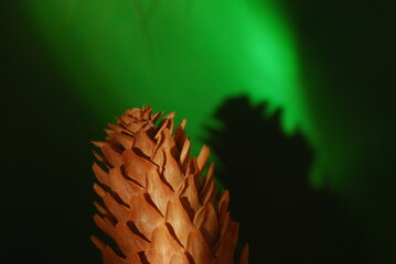 close up of a pine cone