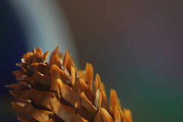 close up of a pine cone