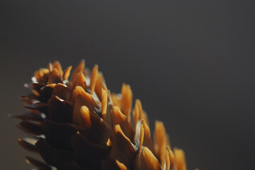 close up of a pine cone