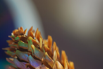 close up of a pine cone