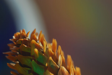 close up of a pine cone