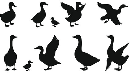 Obraz premium Vector silhouette of ducks and geese flying and standing art