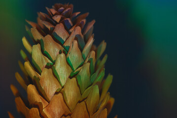 close up of a pine cone