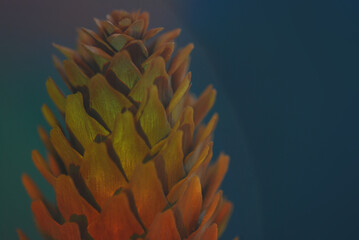 close up of a pine cone