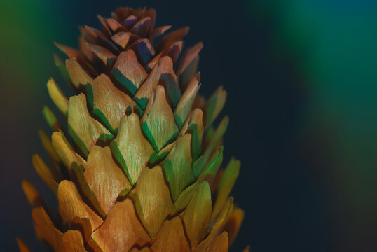 close up of a pine cone - Powered by Adobe