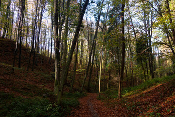 path in the forest