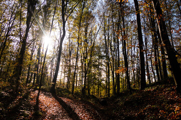 autumn in the forest