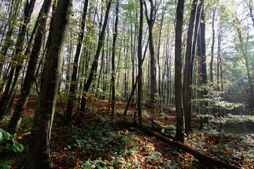 forest in autumn