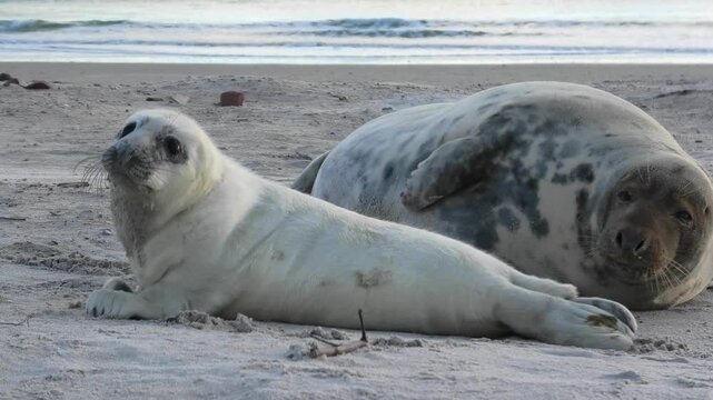 Kegelrobbenmutter liegt mit neugierigem Jungtier am Sandstrand, Halichoerus grypus