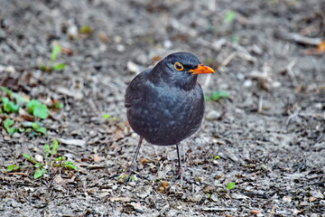 An important bird in the garden