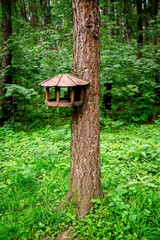 Rustic Wooden Squirrel And Bird Feeder Attached To Tree In Green Forest Landscape In Victory Park on Poklonnaya Hill, Moscow, Russia, 10 August 2025
