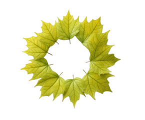Circular arrangement of yellow maple leaves isolated on white creating a natural frame for seasonal designs